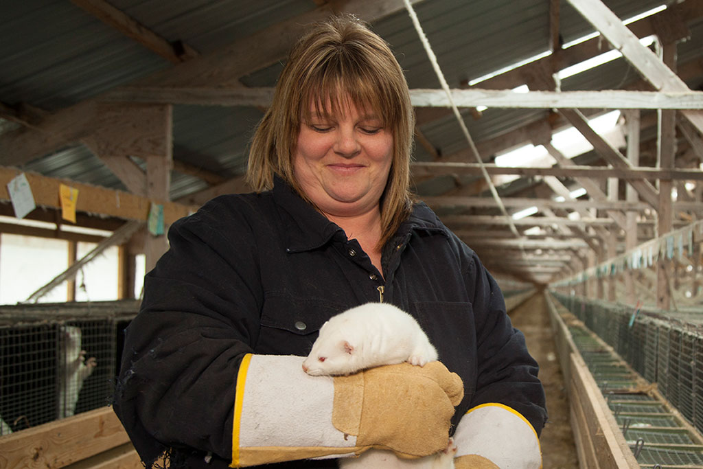 handling farmed mink