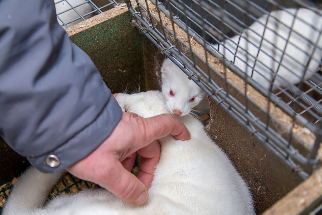 handling farmed mink without gloves