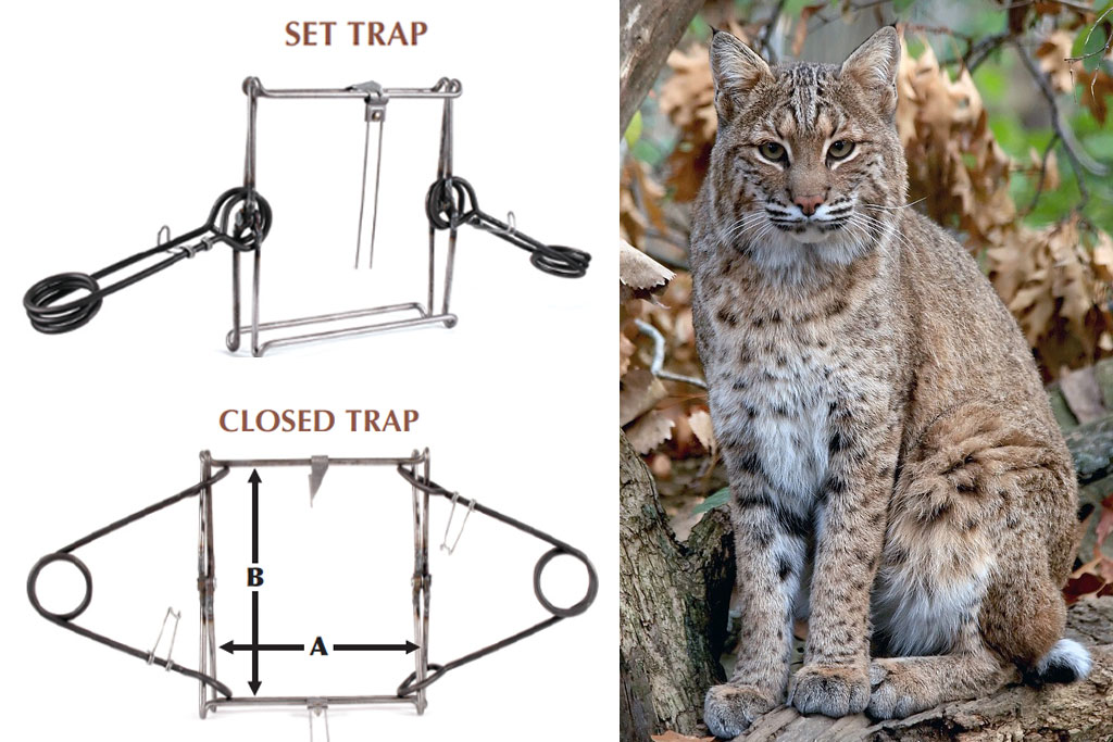 Conibear trap with bobcat