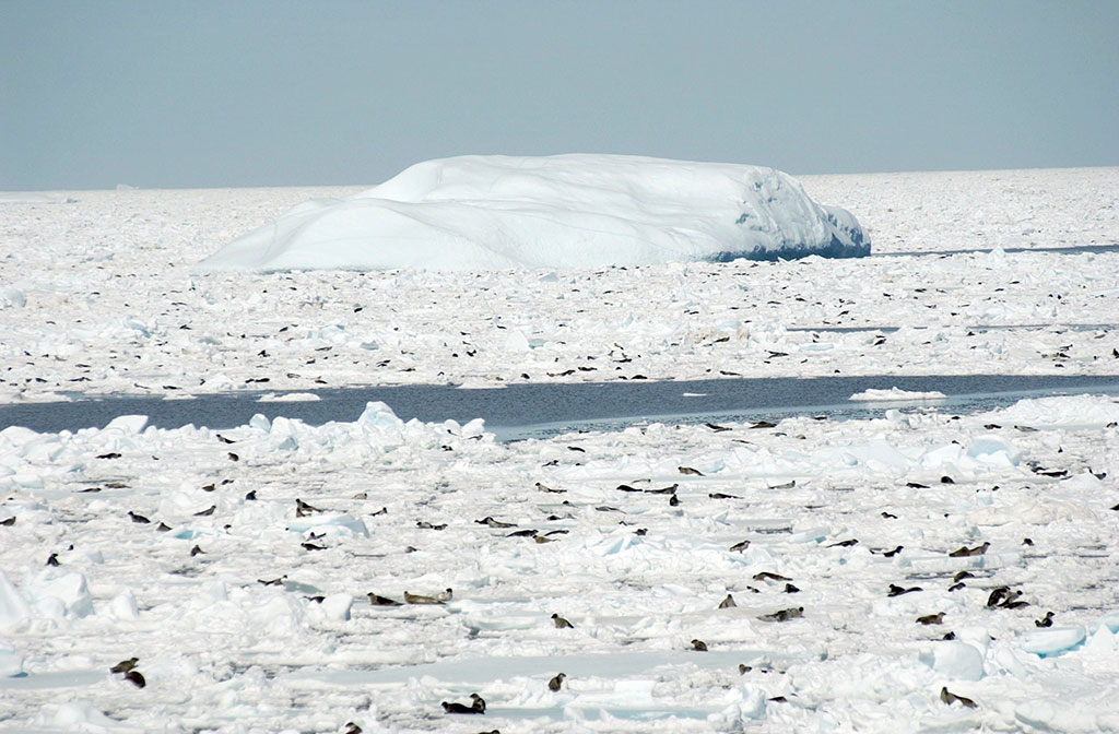 harp seals in Newfoundland