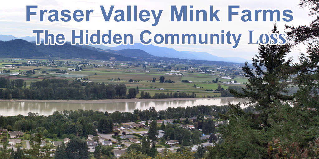 Fraser Valley mink farming