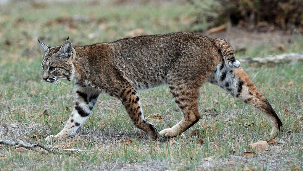 bobcats are wild turkey predators