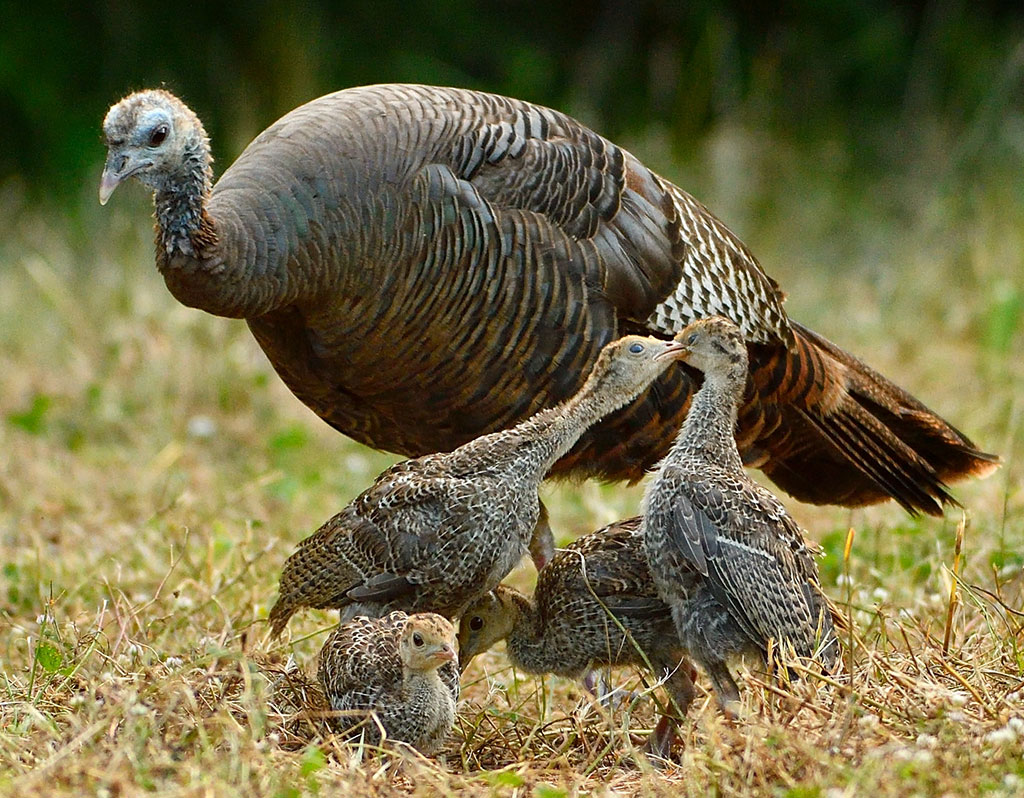 wild turkey numbers low
