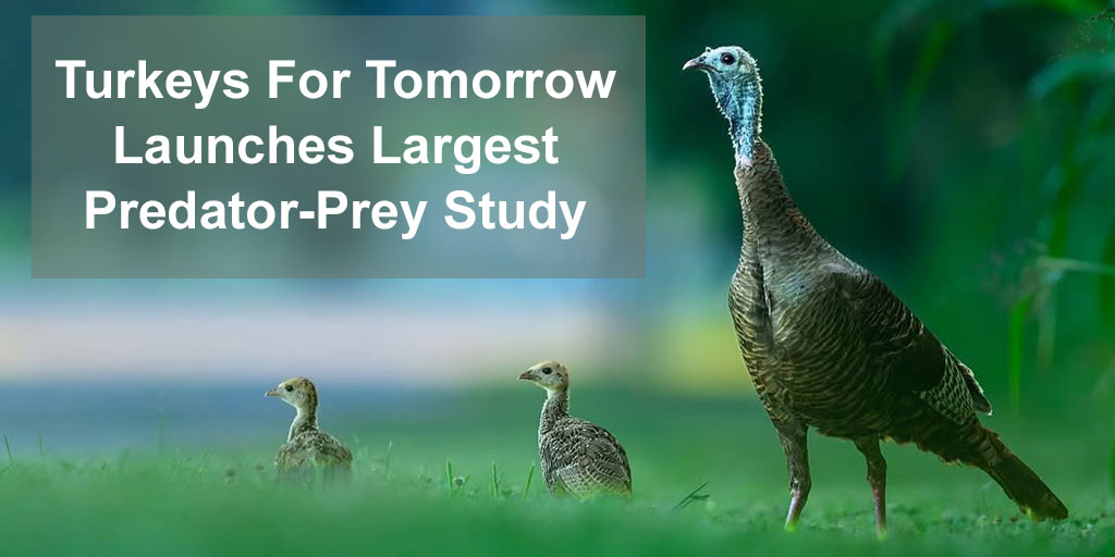wild turkeys prey-predator study